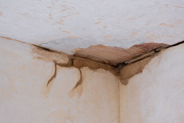 Best Water damage restoration mold remediation  in Celina, TN