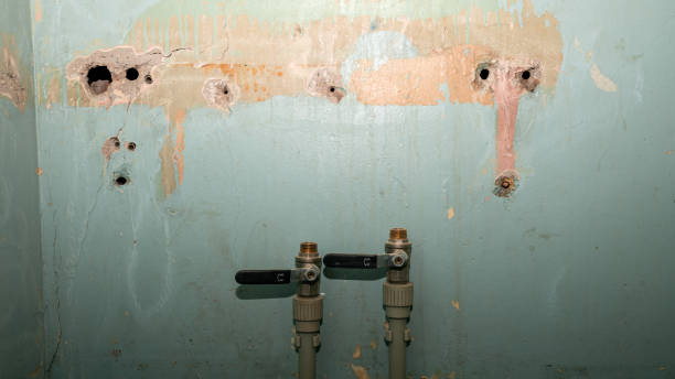 Best Mold removal after water damage  in Celina, TN