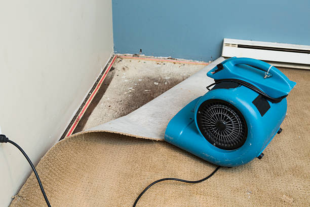 Best Local water damage restoration  in Celina, TN